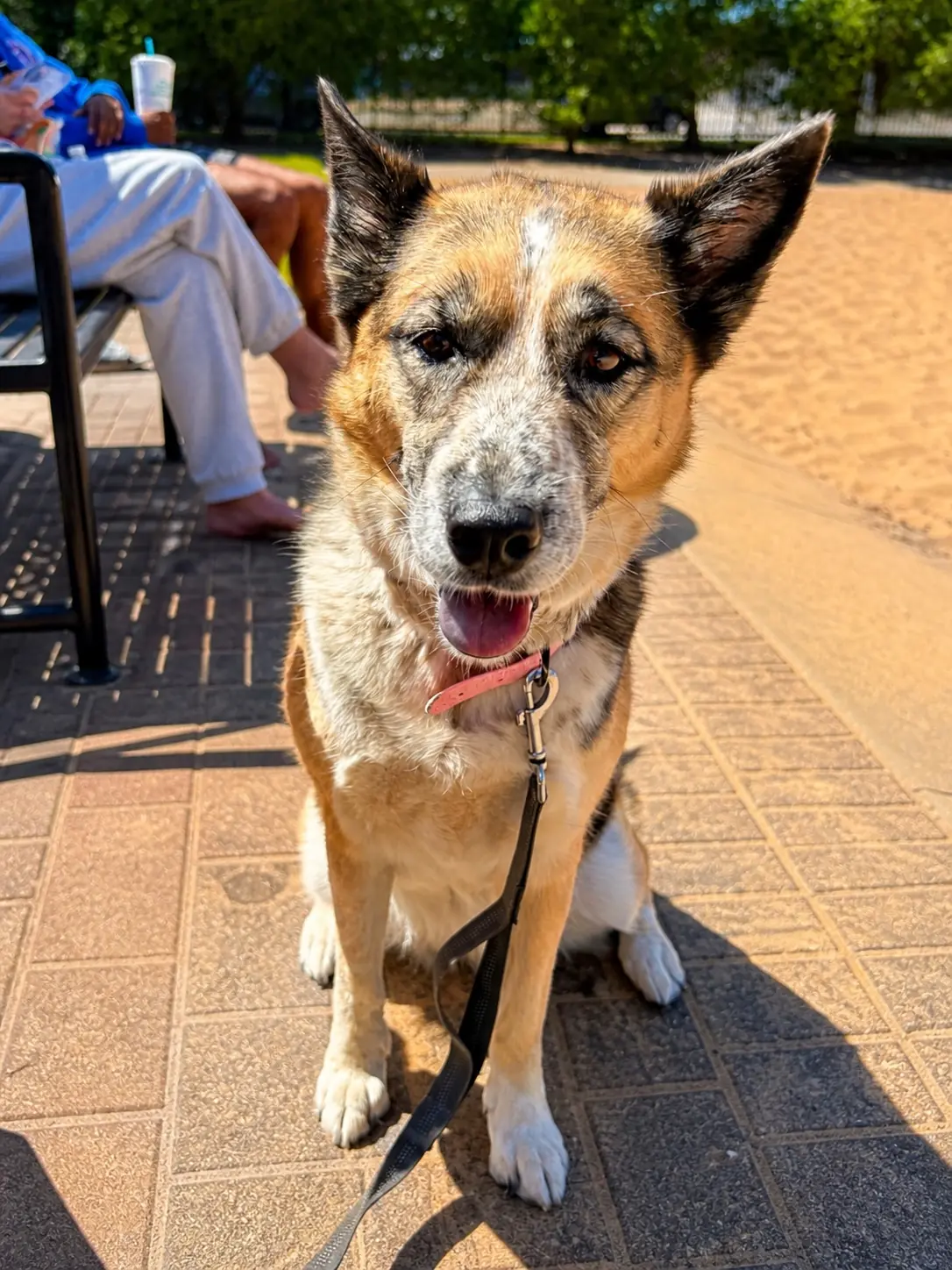A friendly dog visiting a Sandline pickup at the courts
